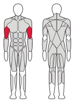Скамейка Fitex Pro Скотта FTX-6237 | Premium Fitness