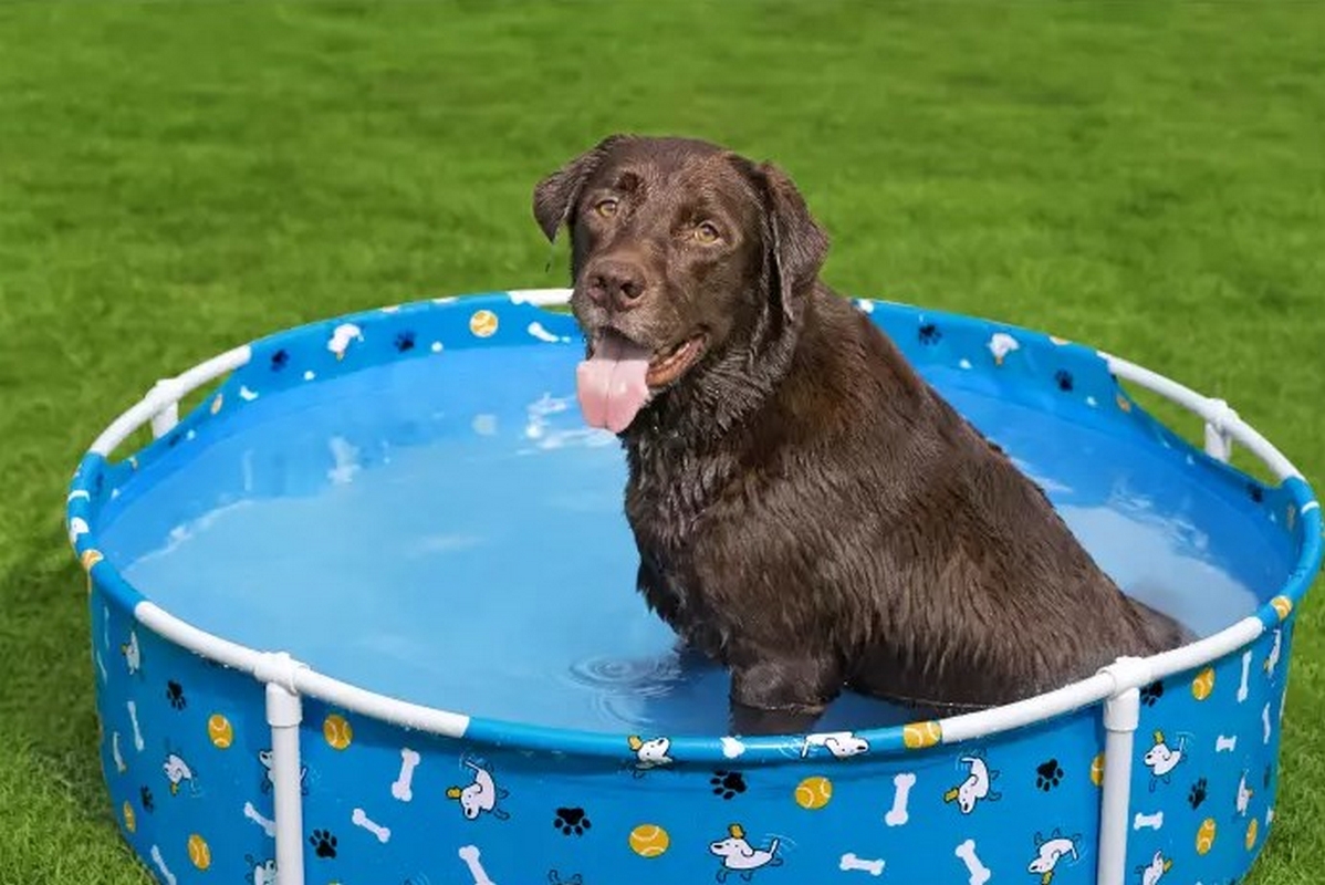 Каркасный бассейн для животных 122х30,5см Bestway Fetchin' Fun Pet Play Pool 561KM