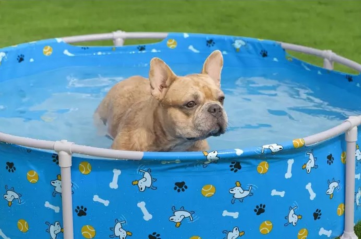 Каркасный бассейн для животных 122х30,5см Bestway Fetchin' Fun Pet Play Pool 561KM